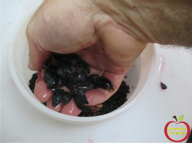 Le foulage du raisin à la main, si vous n'avez qu'une petite quantité de raisin à faire.