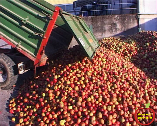 Coopérative Jucoop- Campagne pomme à jus- achat pomme à jus- vente de pomme de table