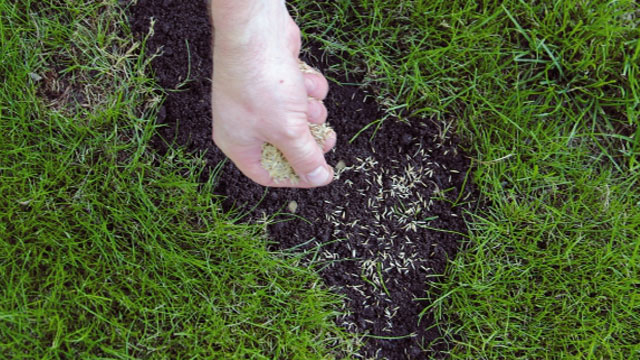 comment regarnir les trous dans la pelouse ou le gazon