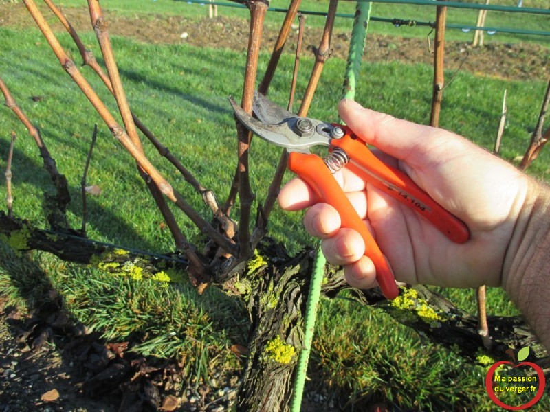Faire son vin maison naturel | Ma passion du verger