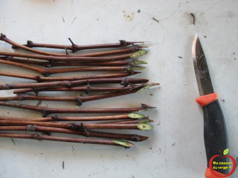 Faire son vin maison naturel | Ma passion du verger
