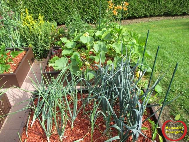 Des beaux légumes dans le potager en carré- bac aluminium permaculture- bac acier permaculture- 