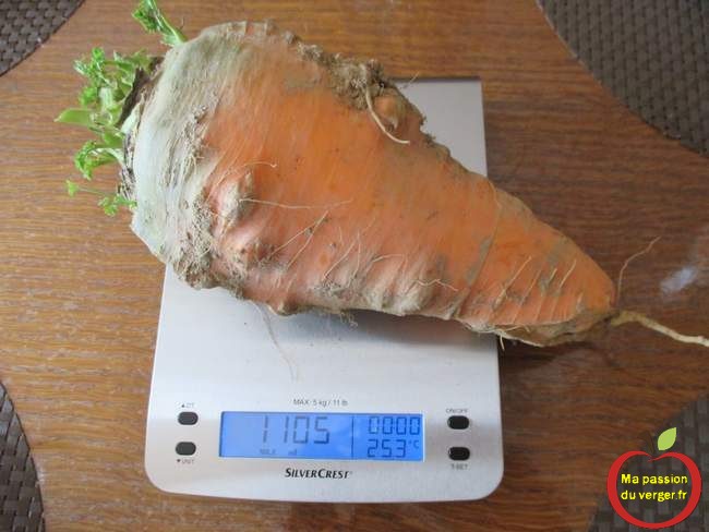carotte-geante-de-1,1-kg