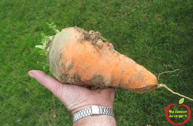 recolte-des-carottes-2016-apres-le-binage