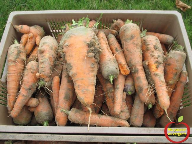 recolte-des-carottes-2016-avec-la-houe-maraichere