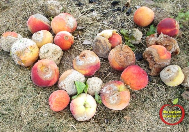 Tous vos fruits au sol, entrain de pourrir, car attaqué par les guêpes, les frelons, ... -pêches-pommes-poires-mirabelle-