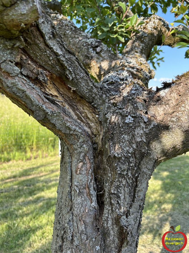 Un mastic naturel pour soigner les plaies de taille des arbres 