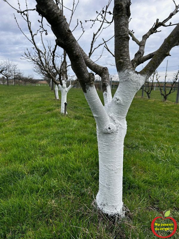 Application de blanc de chaux arboricole sur cerisiers